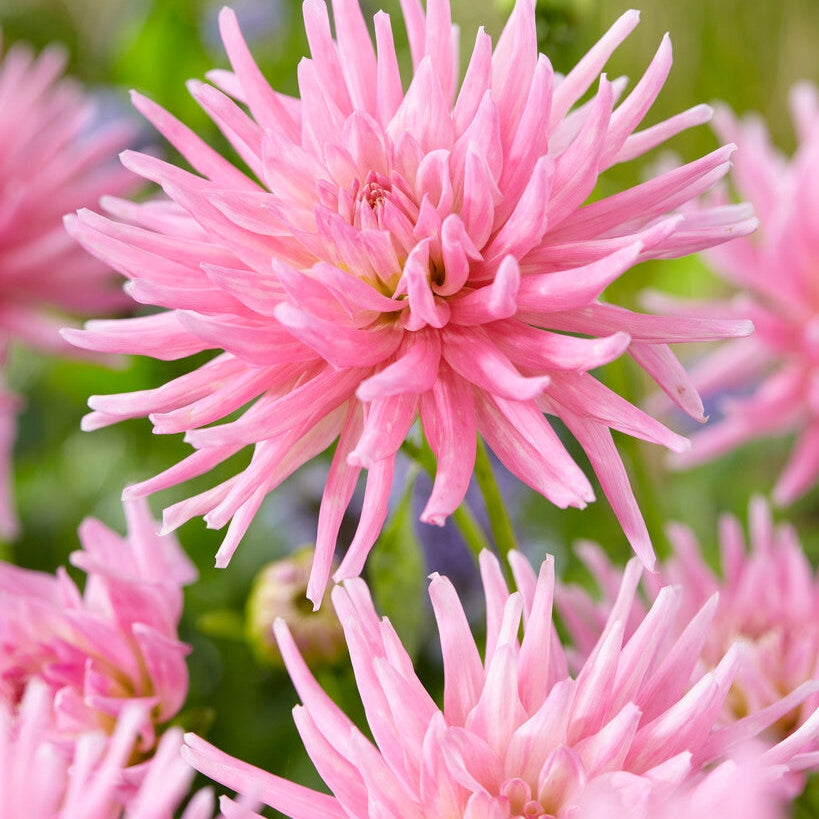 Dahlia Border Park Princes 1-pakke